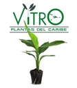 Vitro Plantas del Caribe
